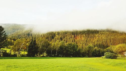 Scenic view of green landscape against sky