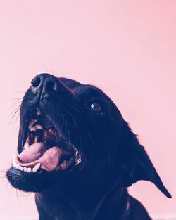 Close-up of black dog against white background