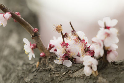 Close-up of pink cherry blossom