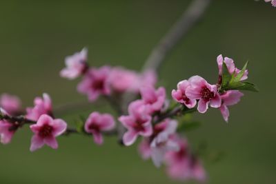 Close-up of pink flowers blooming outdoors