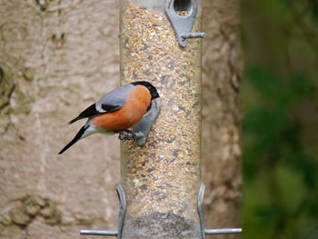 Close-up of bird perching outdoors