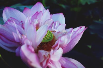 Close-up of pink flower