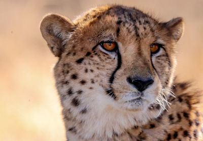 Close-up portrait of a cat