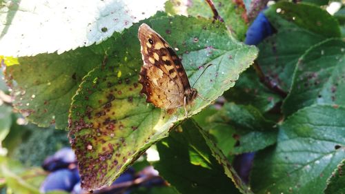 Close-up of insect on leaf