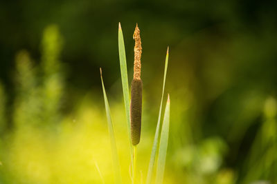 Close-up of green plant on field