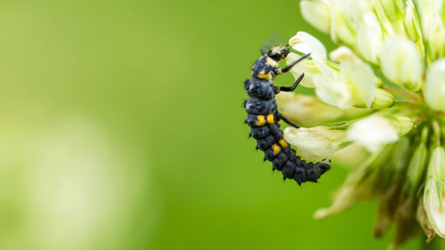 Close-up of ladybird larva on flower