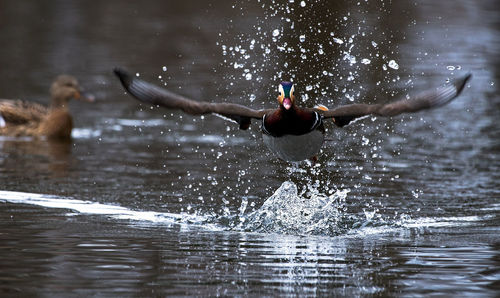 Man splashing water in lake