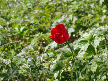 Close-up of red flowering plant