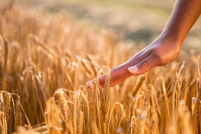 Close-up of hand touching wheat crop
