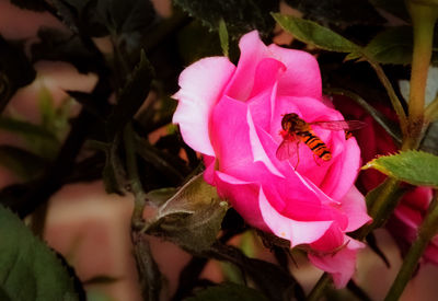 Close-up of insect on pink flower blooming outdoors