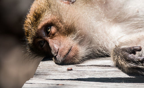 Monkey lying on wooden bench at zoo