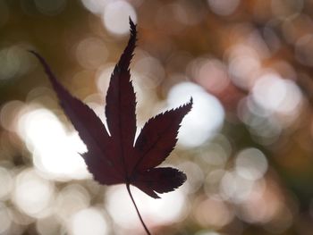 Close-up of autumn leaves