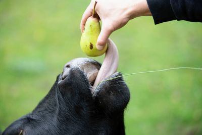 Close-up of hand holding black outdoors