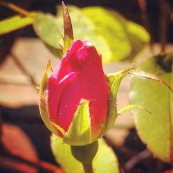 Close-up of red flower