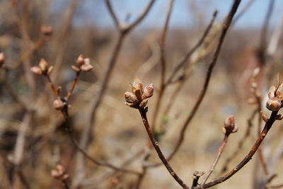 Close-up of flowering plant on branch