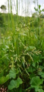 Close-up of fresh green plant on field