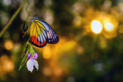 Close-up of butterfly pollinating on purple flower