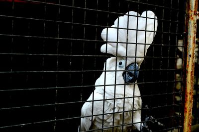 Close-up of bird in cage