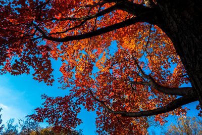 Low angle view of maple tree