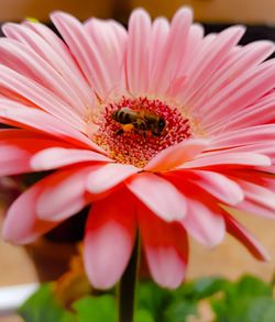 Close-up of pink flower