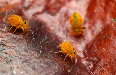 Close-up of spider on rock