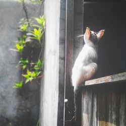 Close-up of cat sitting on window sill