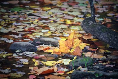 Close-up of fallen maple leaves