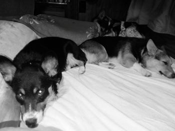 Close-up of dog resting on bed