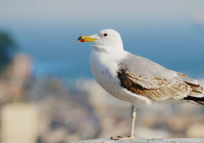 Close-up of seagull perching on a bird