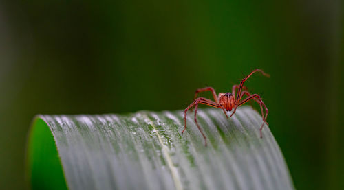 Close-up of spider