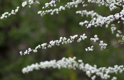 Close-up of white flowering plant against blurred background