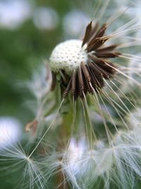 Close-up of dandelion flower