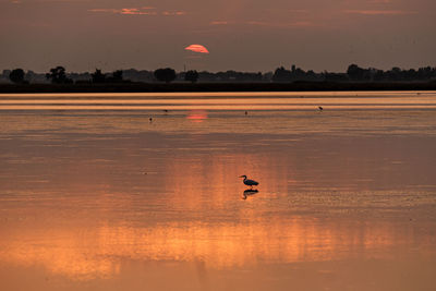 Silhouette birds flying over lake during sunset