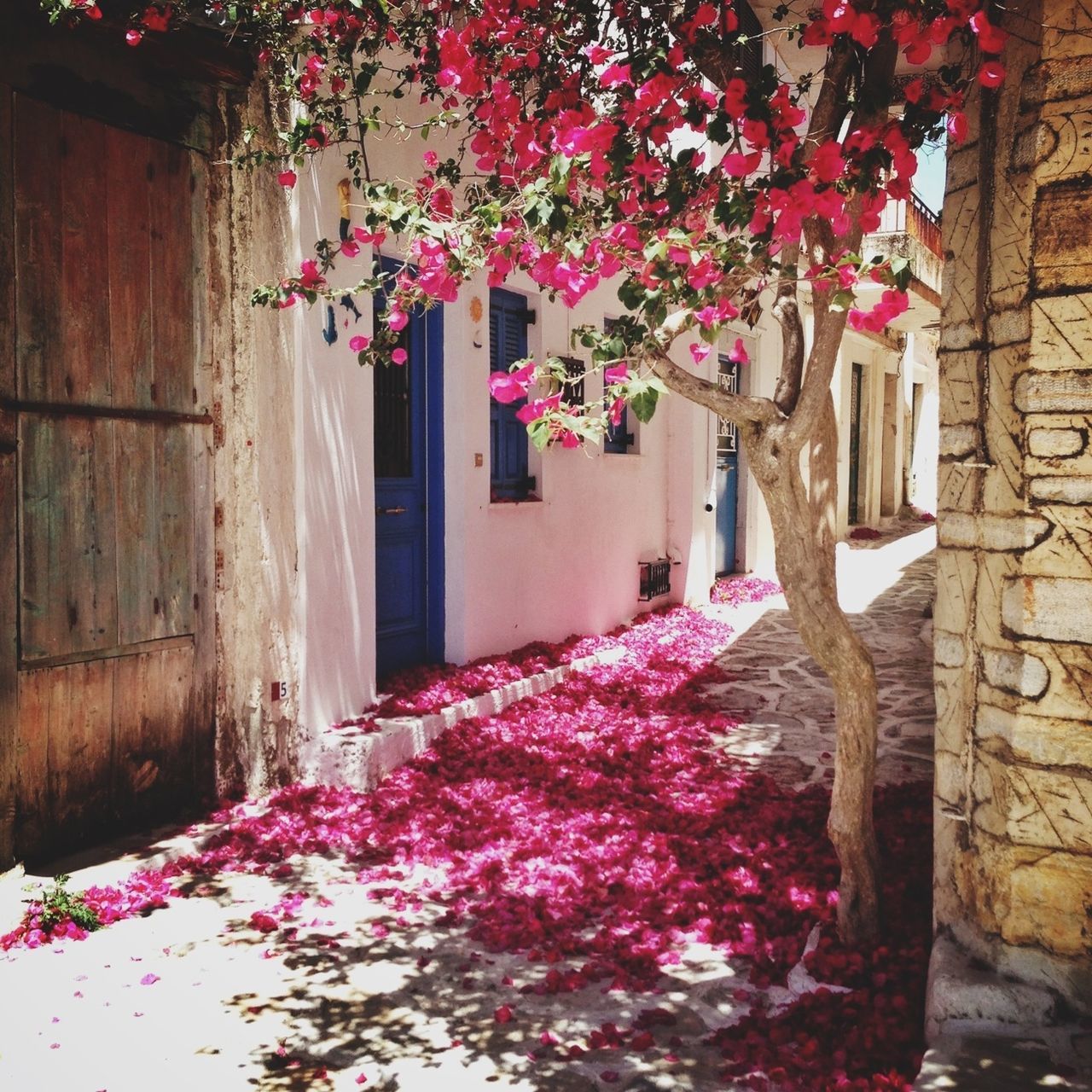 flower, building exterior, built structure, fragility, architecture, freshness, growth, pink color, plant, house, petal, blossom, beauty in nature, nature, blooming, in bloom, wall - building feature, leaf, day, springtime