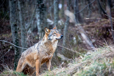 Wolf in forest