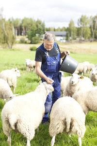 Senior farmer working on pasture, smaland, sweden
