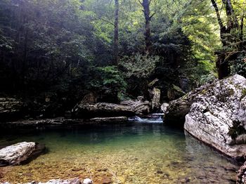 Scenic view of river amidst trees in forest