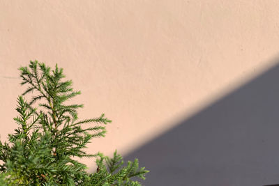 Close-up of plant against wall