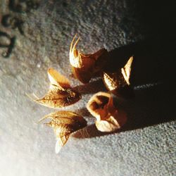 Close-up of leaves on ground