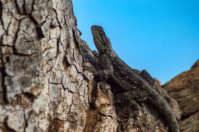 Low angle view of tree trunk against clear blue sky