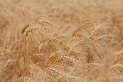 Close-up of wheat field