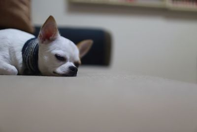 Dog resting on sofa at home