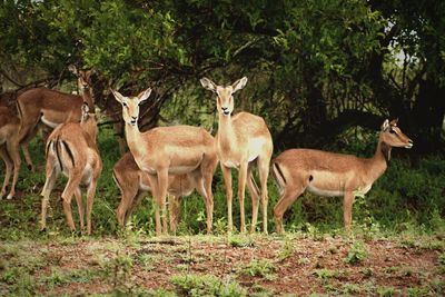 Deer standing in a forest