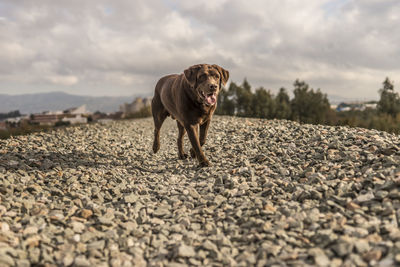 Dog standing on field against sky