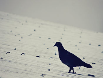 Close-up of bird perching on snow