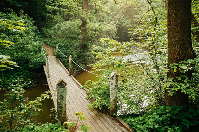 Wooden footbridge amidst trees in forest