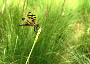 Close-up of insect on grass