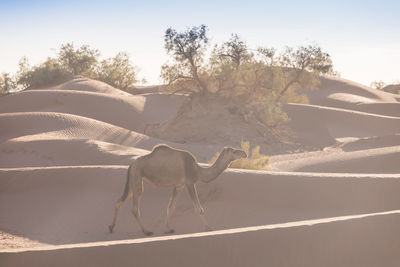 View of a horse on sand