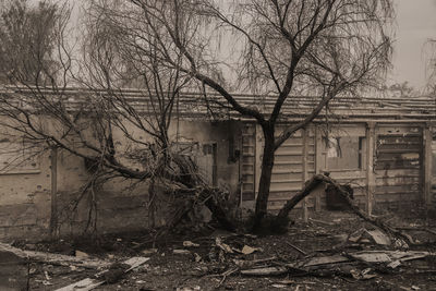 Bare tree in front of abandoned house