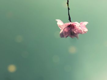 Close-up of pink flower blooming outdoors